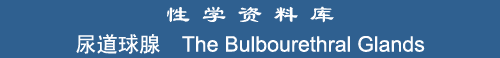 The Bulbourethral Glands (Cowper's Glands)