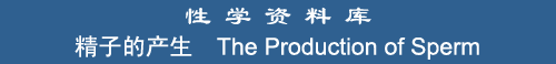 The Production of Sperm