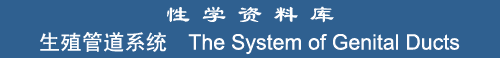 The System of Genital Ducts