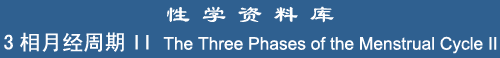 The Three Phases of the Menstrual Cycle II