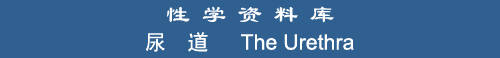 The Urethra