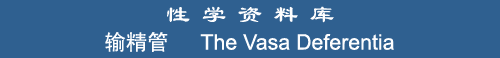 The Vasa Deferentia