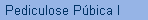 Pediculose Pbica I