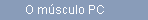 O msculo PC
