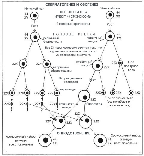 ������������� � ��������