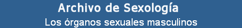 Los rganos sexuales masculinos