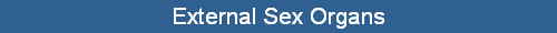 External Sex Organs