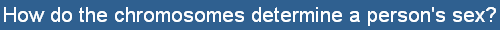 How do the chromosomes determine a person's sex?