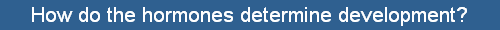 How do the hormones determine development?