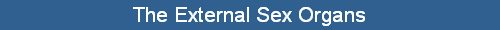 The External Sex Organs