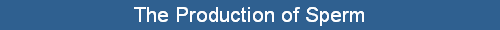 The Production of Sperm