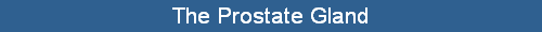 The Prostate Gland