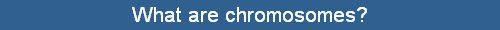 What are chromosomes?
